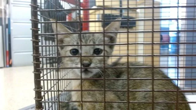 A baby small-sized female Domestic Short Hair cat named Chuchu for adoption in Miami, FL