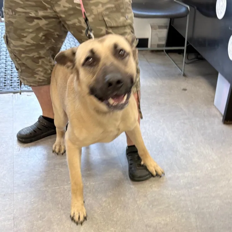 An adult medium-sized male Yellow / Tan / Blond / Fawn Mixed Breed dog named Samuel for adoption in Philadelphia, PA