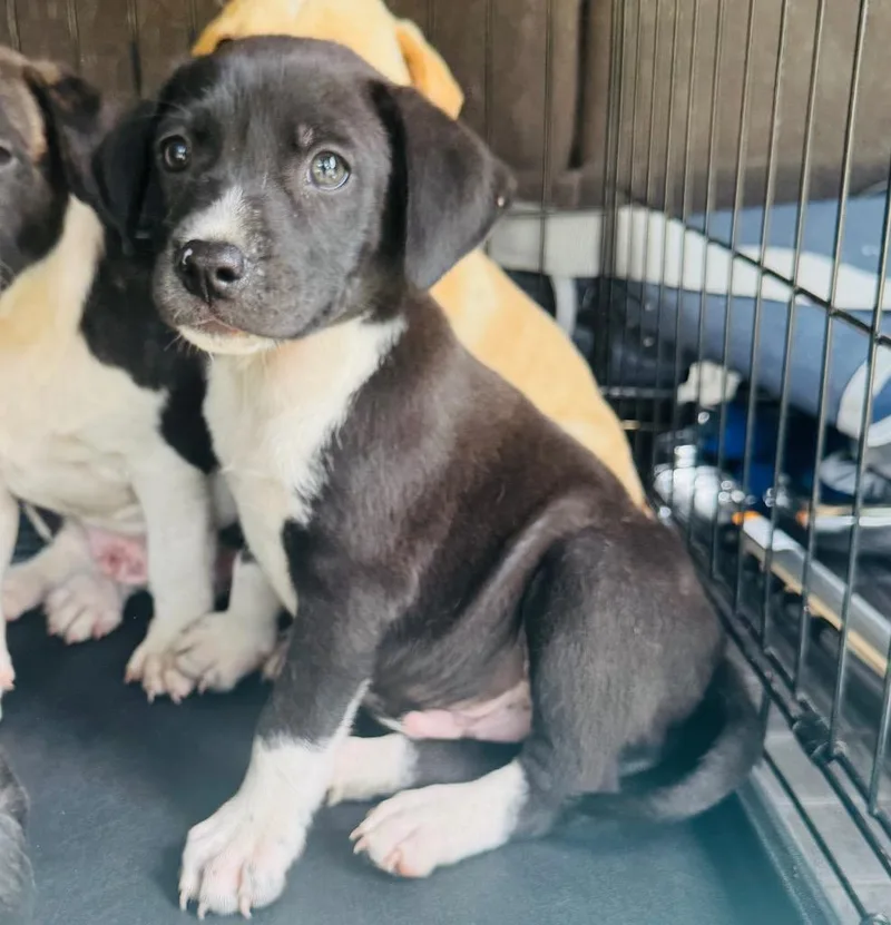 A baby large-sized male Labrador Retriever dog named Cristiano Ronaldo for adoption in Claremore, OK