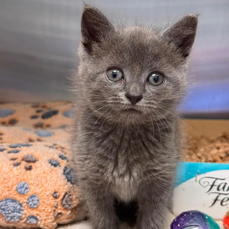 A baby small-sized female Gray / Blue / Silver Domestic Short Hair cat named Macy Gray for adoption in Lynchburg, VA
