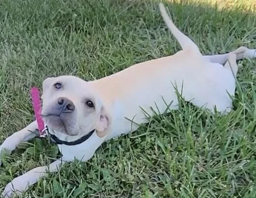 A baby medium-sized female Yellow / Tan / Blond / Fawn Labrador Retriever dog named Lita for adoption in Anabel, MO