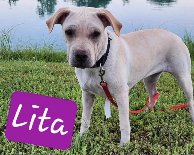 Lita thumbnail 2