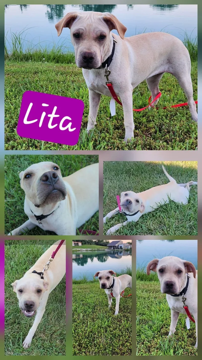 Lita thumbnail 4