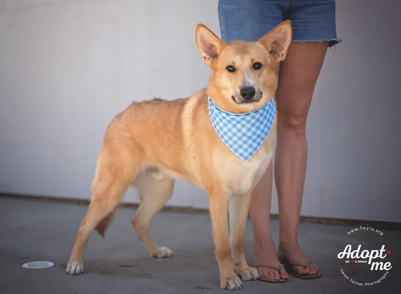 A young medium-sized male Golden German Shepherd Dog dog named Bambi for adoption in Kingwood, TX