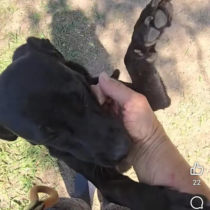 Biscuit thumbnail 3