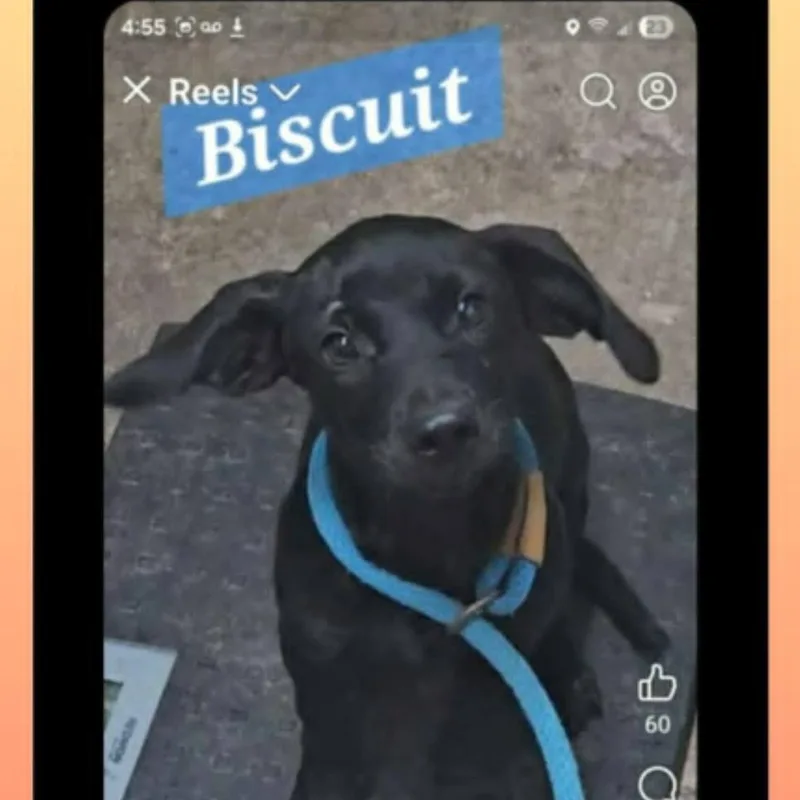 Biscuit thumbnail 4