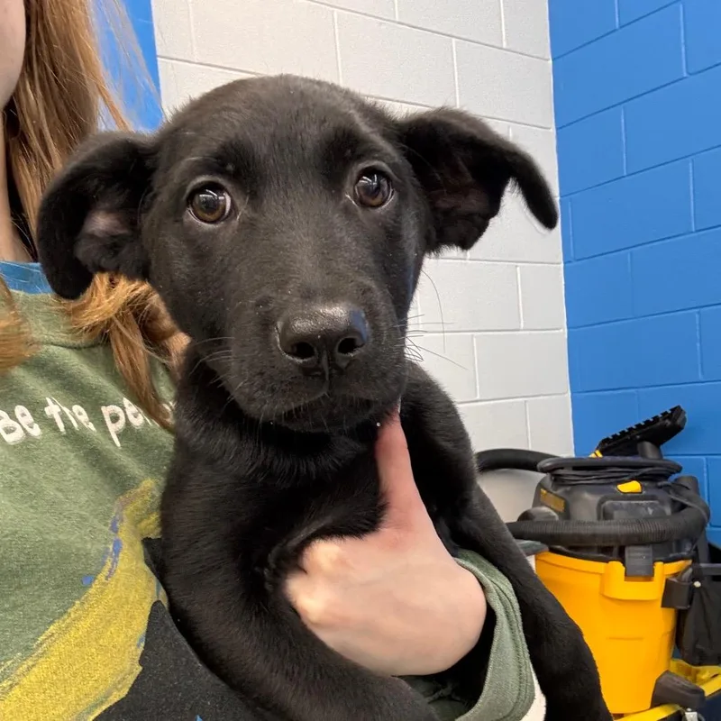 A baby small-sized male Black Labrador Retriever dog named Lime for adoption in Montgomery, AL