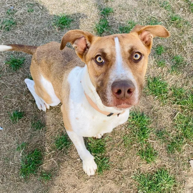 A young medium-sized male Red / Chestnut / Orange Terrier dog named Auggie for adoption in Cabot, AR