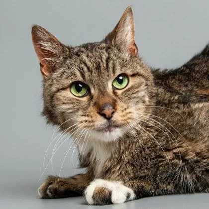 A senior medium-sized male Domestic Short Hair cat named Porcupine for adoption in Longmont, CO