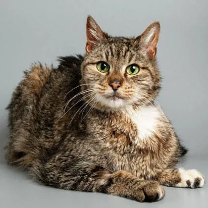 Porcupine thumbnail 2