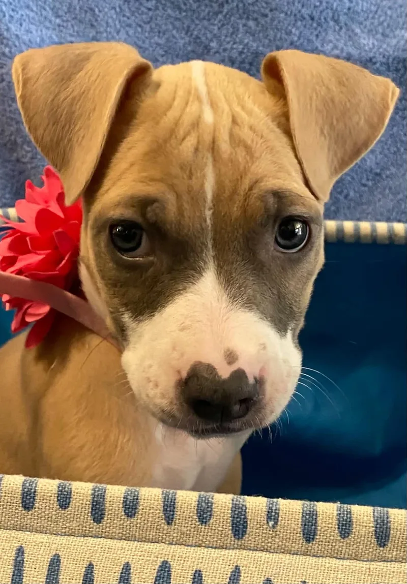 A baby medium-sized female Boxer dog named Amelia for adoption in Newport, KY