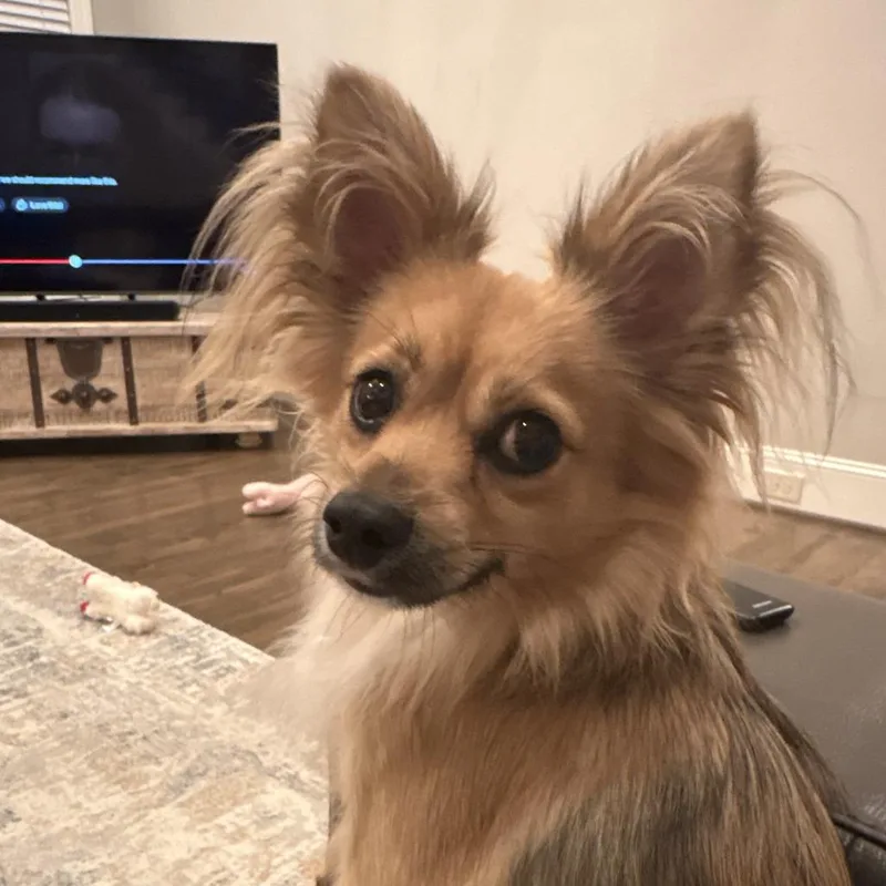 A young small-sized male Chihuahua dog named Gandolf for adoption in Summerfield, NC