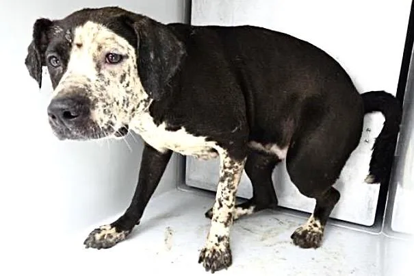 An adult large-sized female Labrador Retriever dog named Eres for adoption in Houston, TX