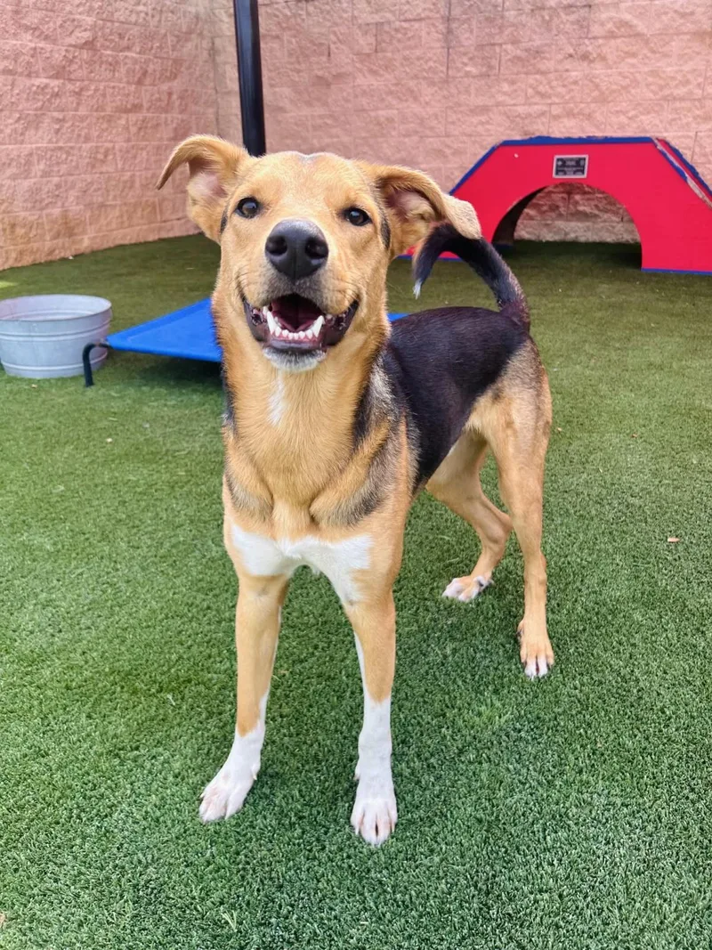 An adult medium-sized male Hound dog named Leo for adoption in Rockwall, TX