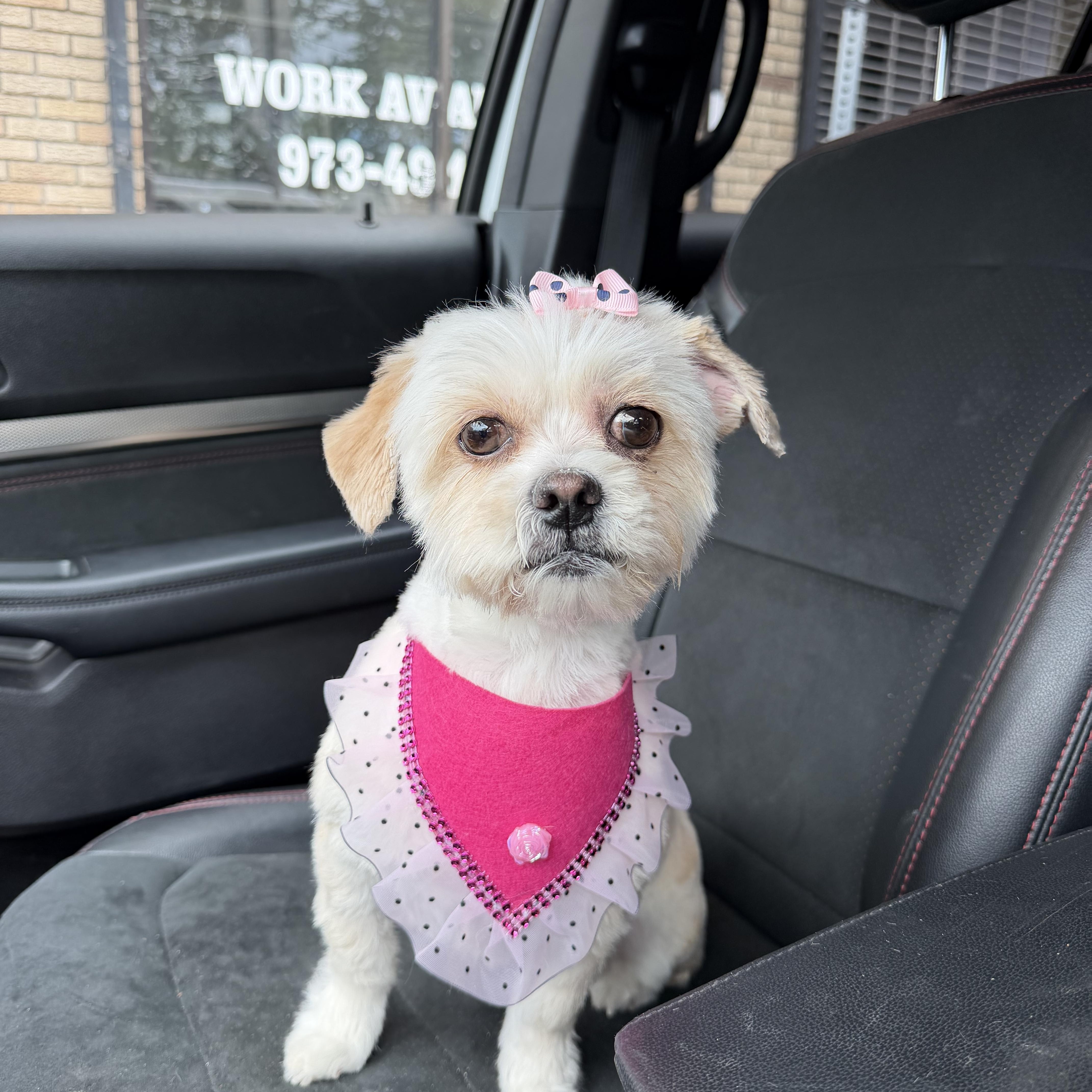 An adult small-sized female White / Cream Shih Tzu dog named Pearl for adoption in Newark, NJ