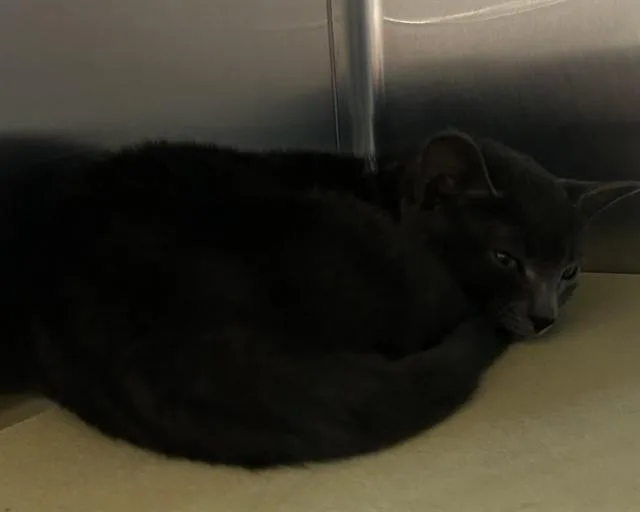 A baby small-sized female Domestic Short Hair cat named Bott for adoption in Olathe, KS