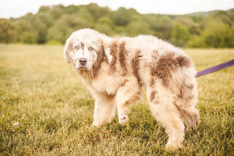 A young medium-sized female Merle (Blue) Newfoundland Dog dog named Artemis Transport for adoption in Gradyville, KY
