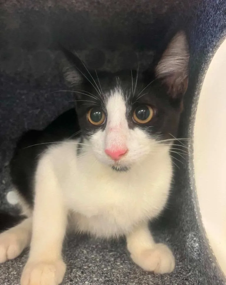 A baby medium-sized female Domestic Medium Hair cat named Eva for adoption in Brenham, TX