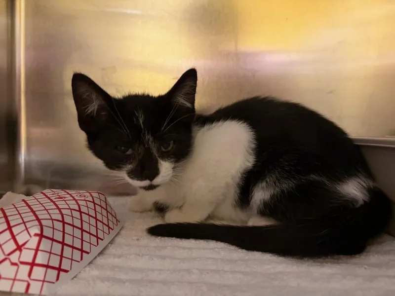 A baby small-sized male Domestic Short Hair cat named Caliente for adoption in Santa Cruz, CA