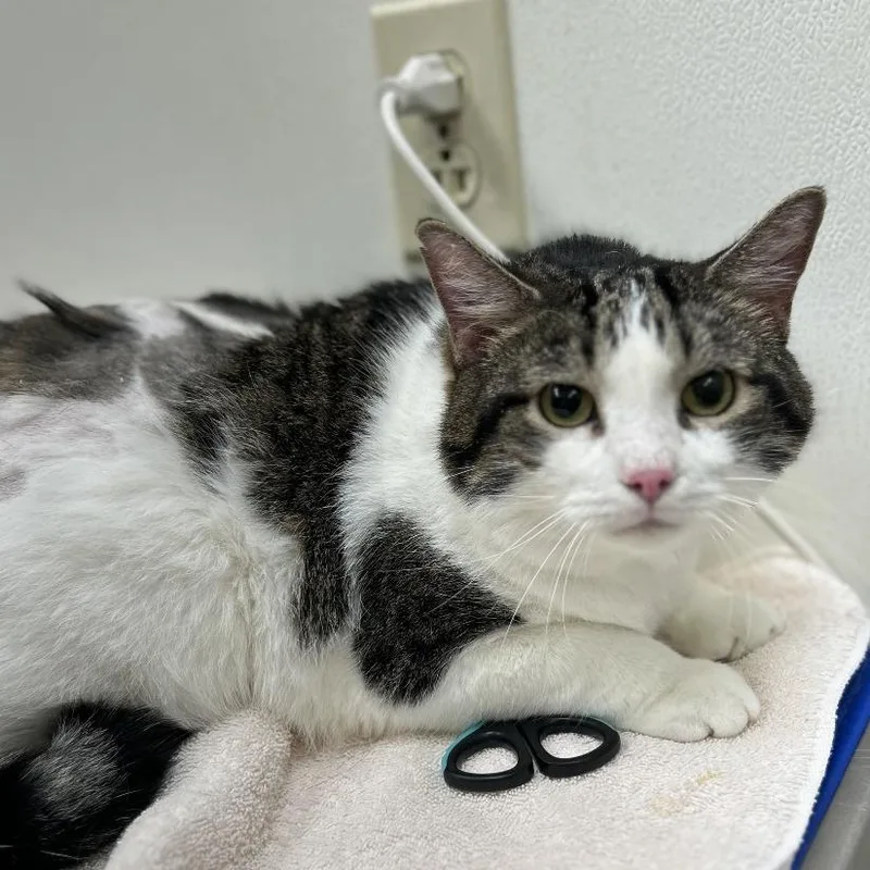 An adult extra large-sized male White Domestic Short Hair cat named Moon for adoption in Oshkosh, WI