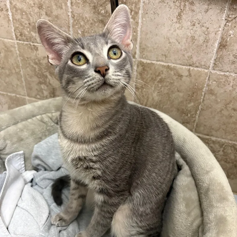 A baby medium-sized male Gray / Blue / Silver Tabby cat named Gibson for adoption in Miami, FL