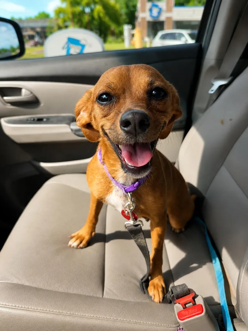 An adult medium-sized female Chihuahua dog named Blair for adoption in Nashville, TN