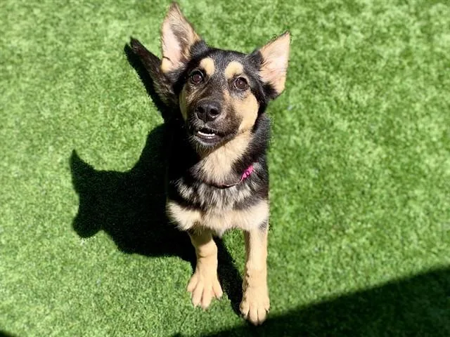 A young small-sized female German Shepherd Dog dog named Carla for adoption in Moreno Valley, CA