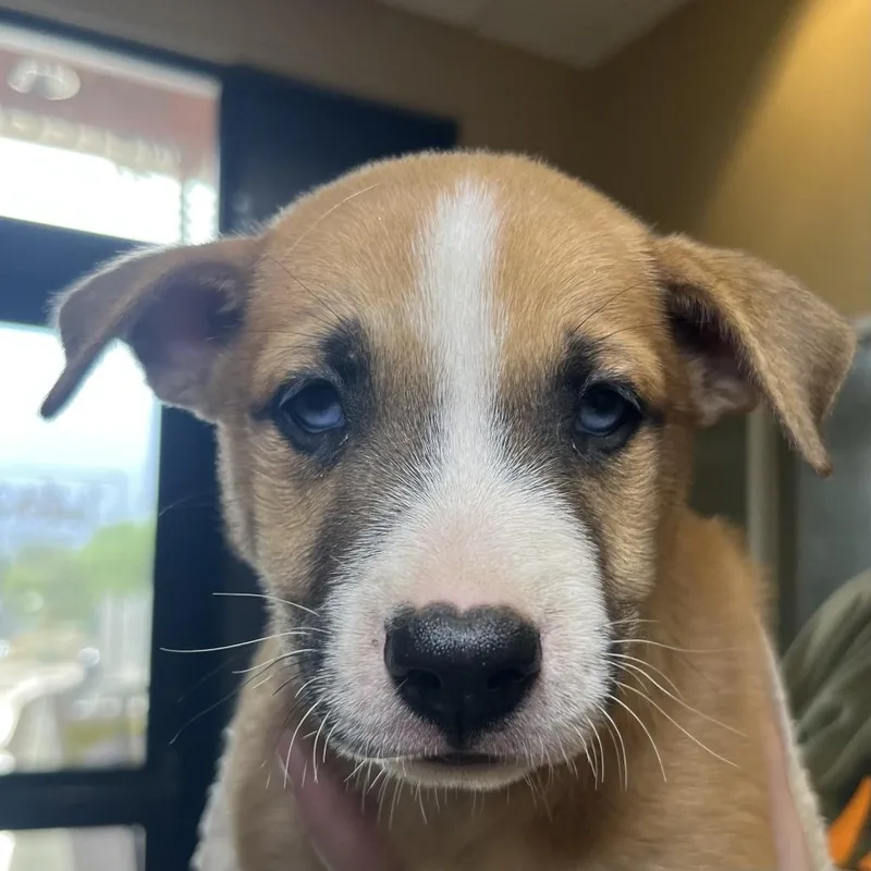 A baby small-sized male Brown / Chocolate Mixed Breed dog named Azhar for adoption in Palm Springs, CA
