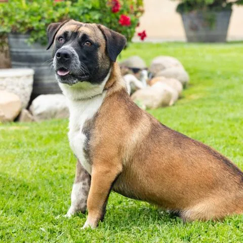A young medium-sized male Pit Bull Terrier dog named Arrow for adoption in Camarillo, CA