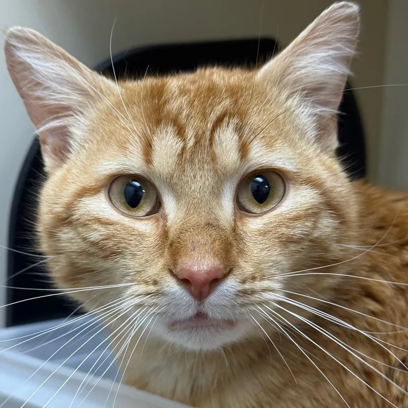 Chief Bogo thumbnail 2