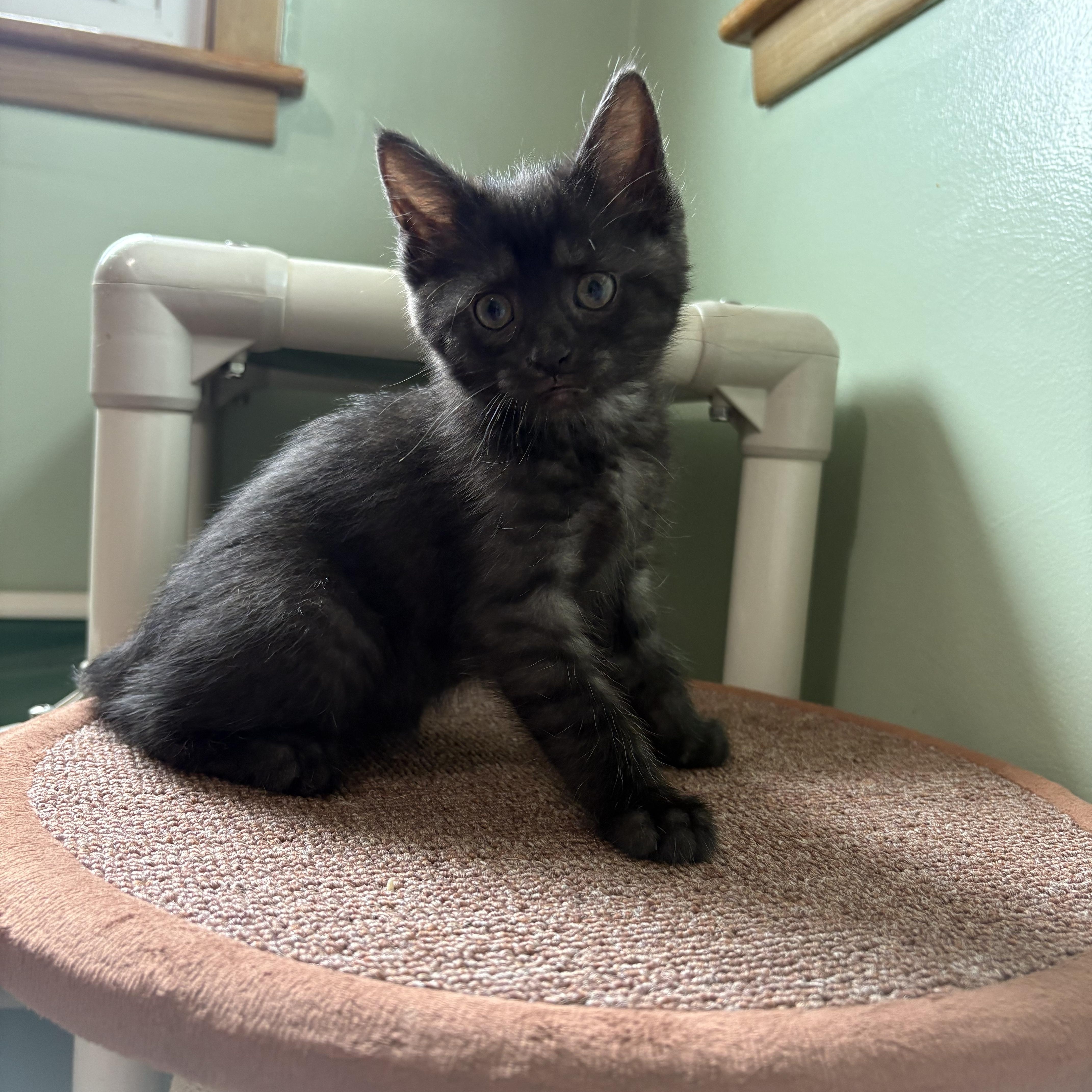A baby large-sized female Black Domestic Short Hair cat named Voodoo for adoption in Geneseo, IL