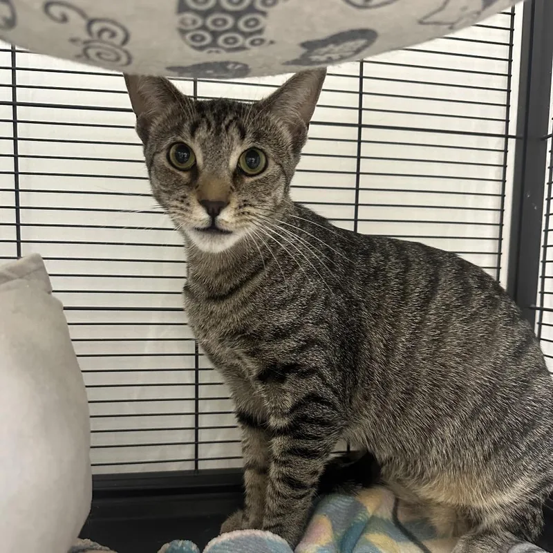 A young medium-sized female Brown / Chocolate Domestic Short Hair cat named Aveeno for adoption in Mount Laurel, NJ
