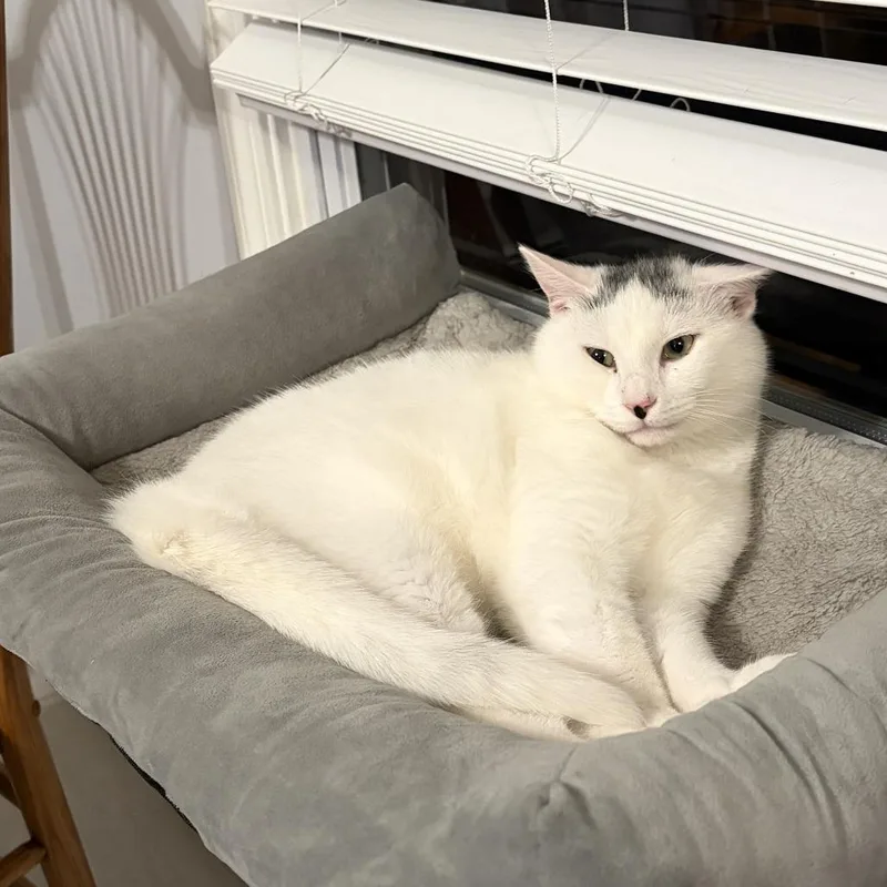 A young small-sized male White Domestic Short Hair cat named Mishi for adoption in Westport, CT