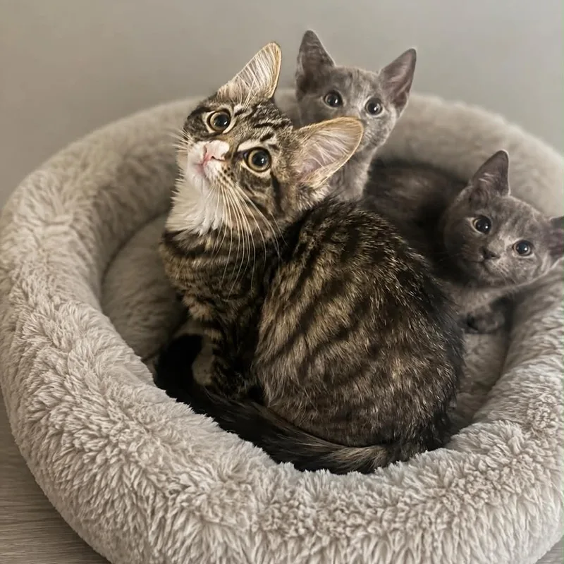 A baby small-sized female Tabby (Brown / Chocolate) Tabby cat named Whimsy for adoption in Antioch, CA