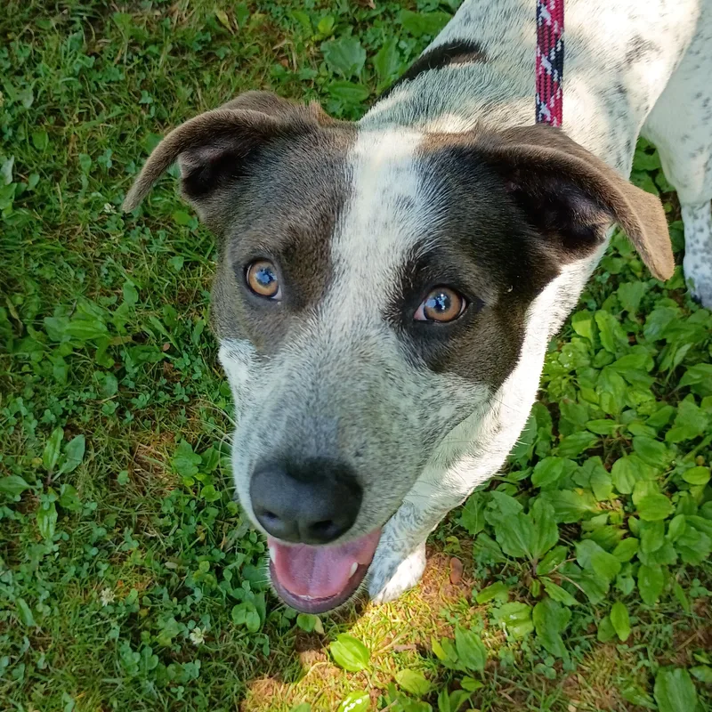 An adult medium-sized female White / Cream Australian Cattle Dog / Blue Heeler dog named Josie for adoption in Maynardville, TN