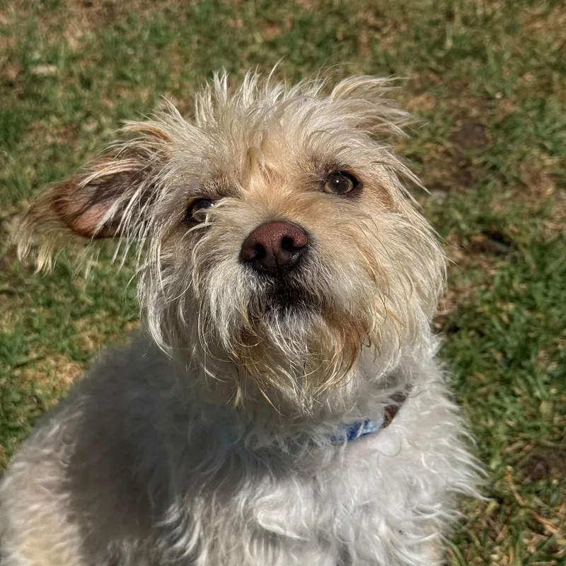An adult small-sized male Golden Jack Russell Terrier dog named Luke for adoption in Santa Barbara, CA