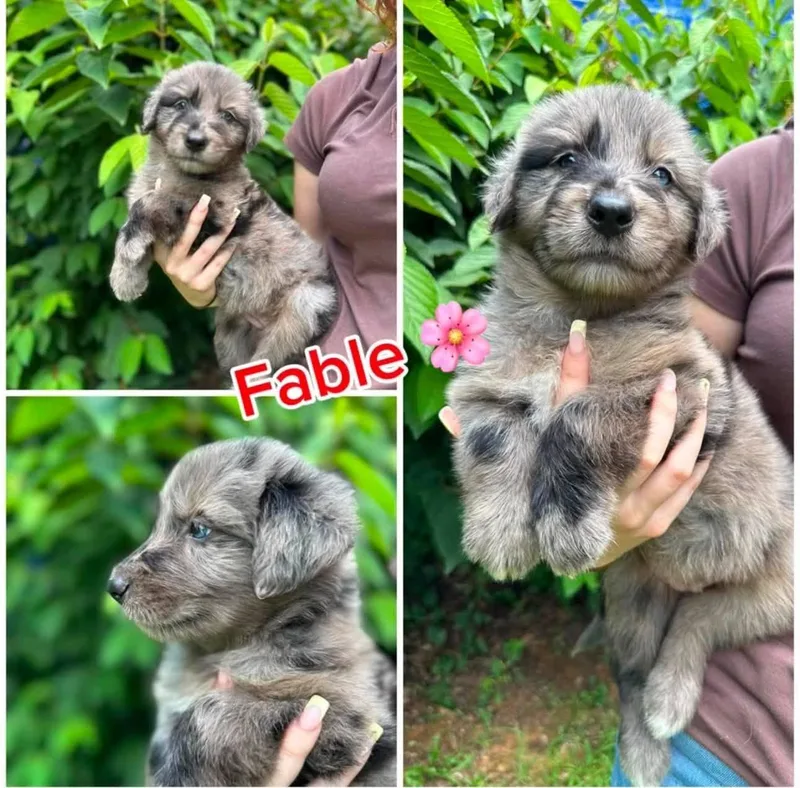Fable thumbnail 2