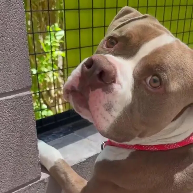 An adult large-sized male Brown / Chocolate American Bulldog dog named Foxtail for adoption in Apache Junction, AZ