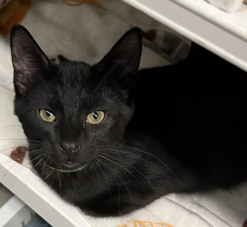 A young medium-sized male Black Domestic Short Hair cat named Smudge for adoption in Blasdell, NY