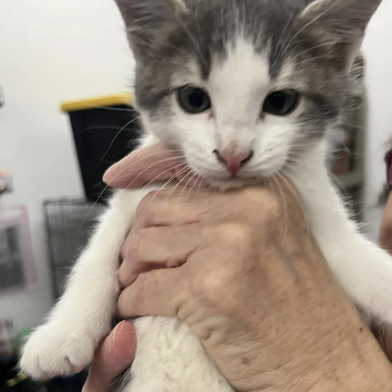A baby small-sized male Gray / Blue / Silver Domestic Short Hair cat named Clover for adoption in Idaho Falls, ID