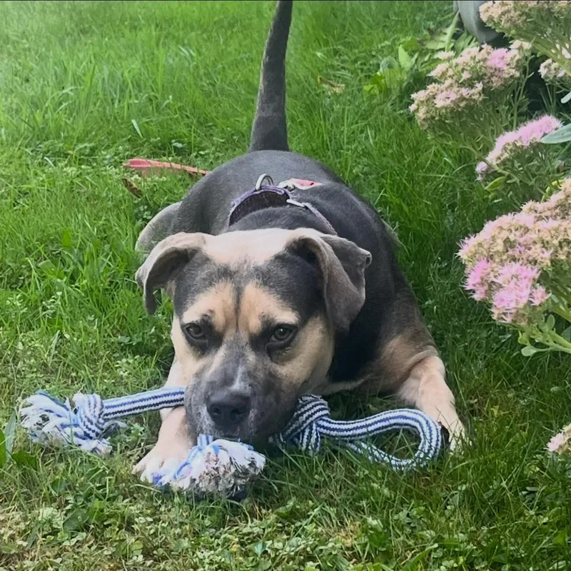 An adult medium-sized female Bicolor Terrier dog named Ruby for adoption in Warren, OH