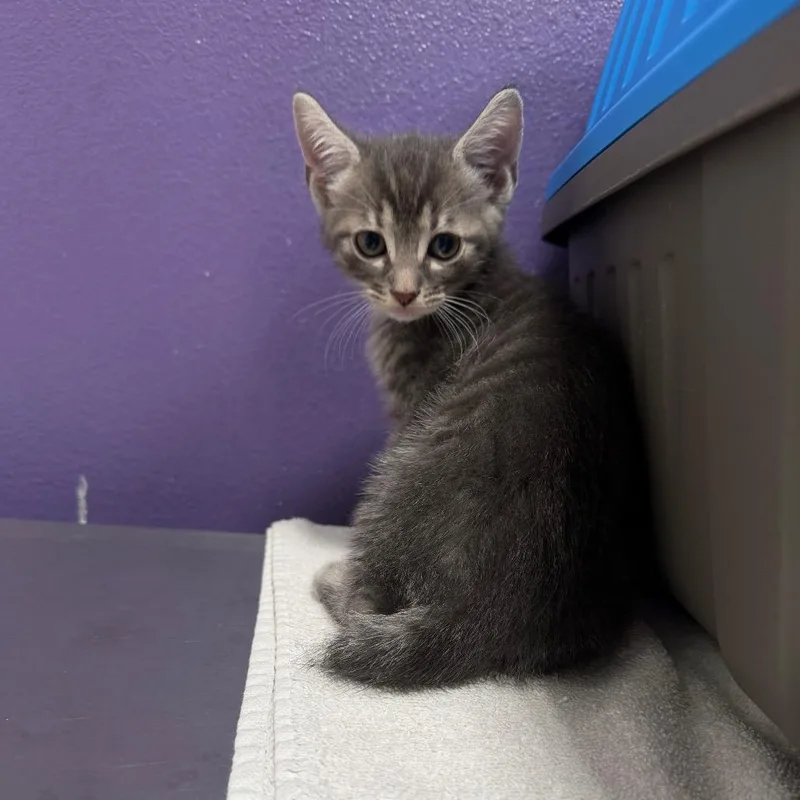 A baby small-sized male Gray / Blue / Silver Domestic Short Hair cat named Ian for adoption in Englewood, FL