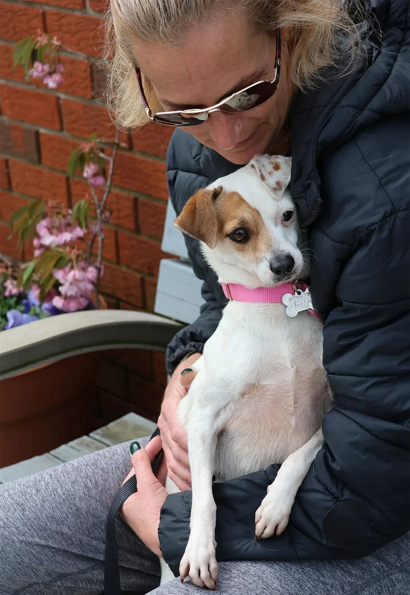 A baby small-sized female White / Cream Jack Russell Terrier dog named Kiana for adoption in Harrison, NY