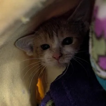 A baby small-sized male Domestic Short Hair cat named Maui for adoption in Voorhees, NJ
