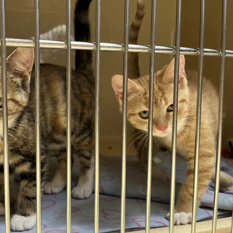 A baby medium-sized male Tabby (Tiger Striped) Tabby cat named Fable for adoption in Clarksville, VA