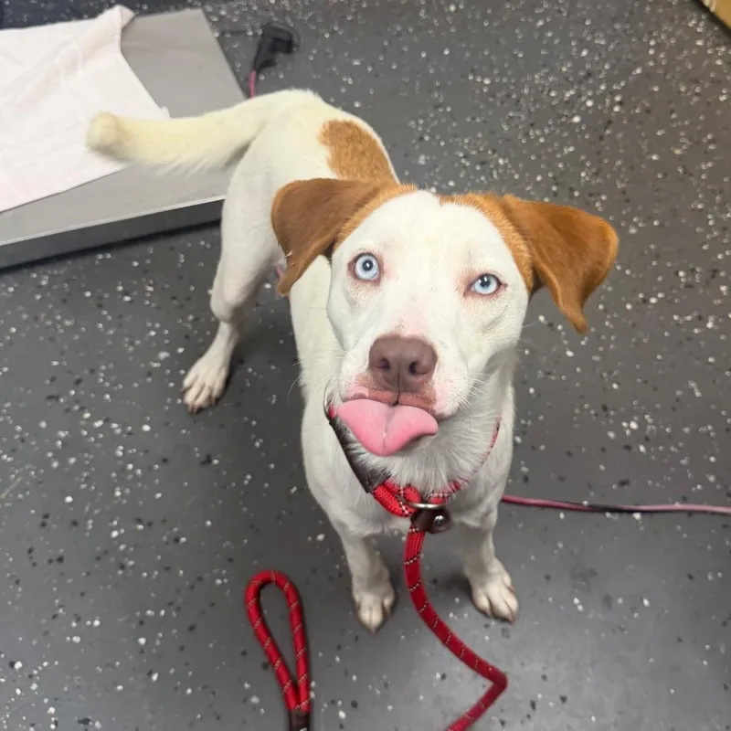 An adult medium-sized female White / Cream Mixed Breed dog named Georgia for adoption in Columbiana, AL