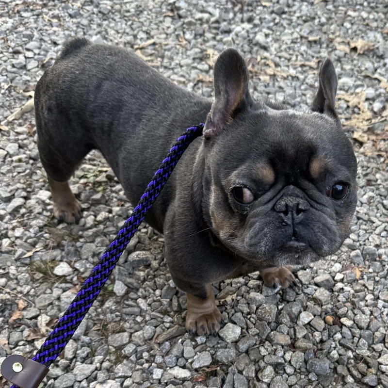 An adult small-sized male French Bulldog dog named Mugsy for adoption in Blue Ridge, GA