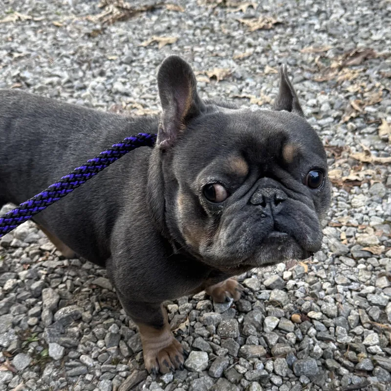 Mugsy thumbnail 2