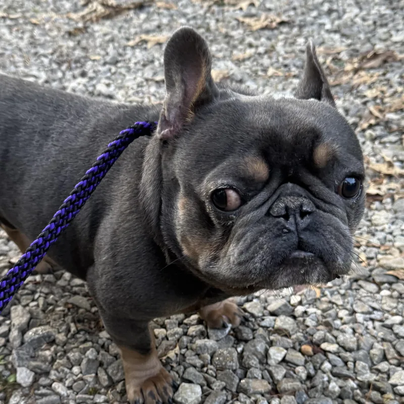 Mugsy thumbnail 3