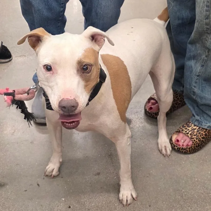 An adult large-sized female White / Cream Pit Bull Terrier dog named Chloe Padron for adoption in Las Vegas, NV